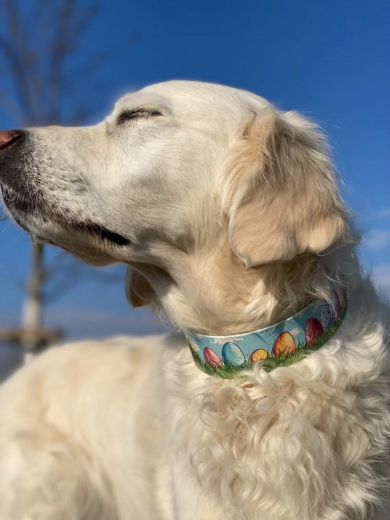 BioThane® Halsband "Easter Eggs"- das Hundehalsband für Ostern