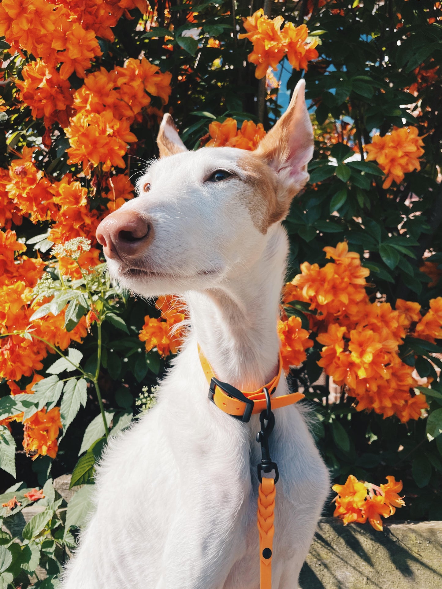 BioThane® Hundehalsband | Modell "Basic" | 16/19/25mm breit