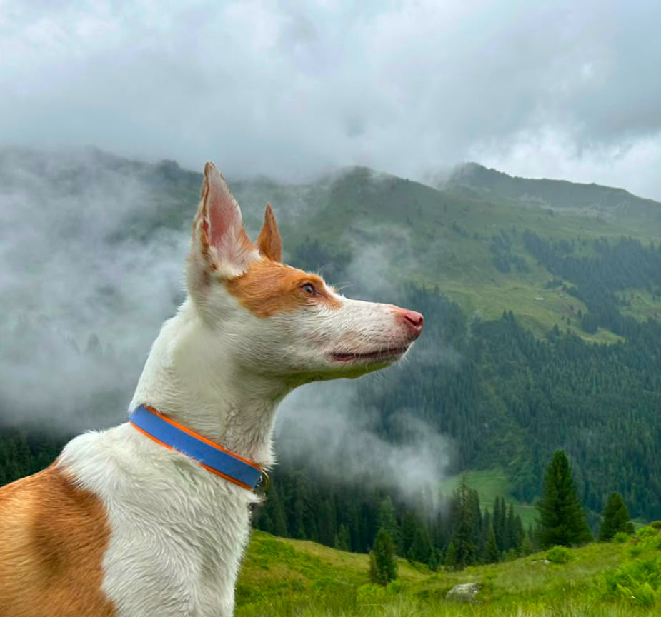 Kollektion Biothane Hundehalsband 