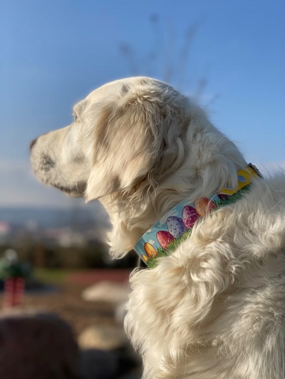 BioThane® Halsband "Easter Eggs"- das Hundehalsband für Ostern