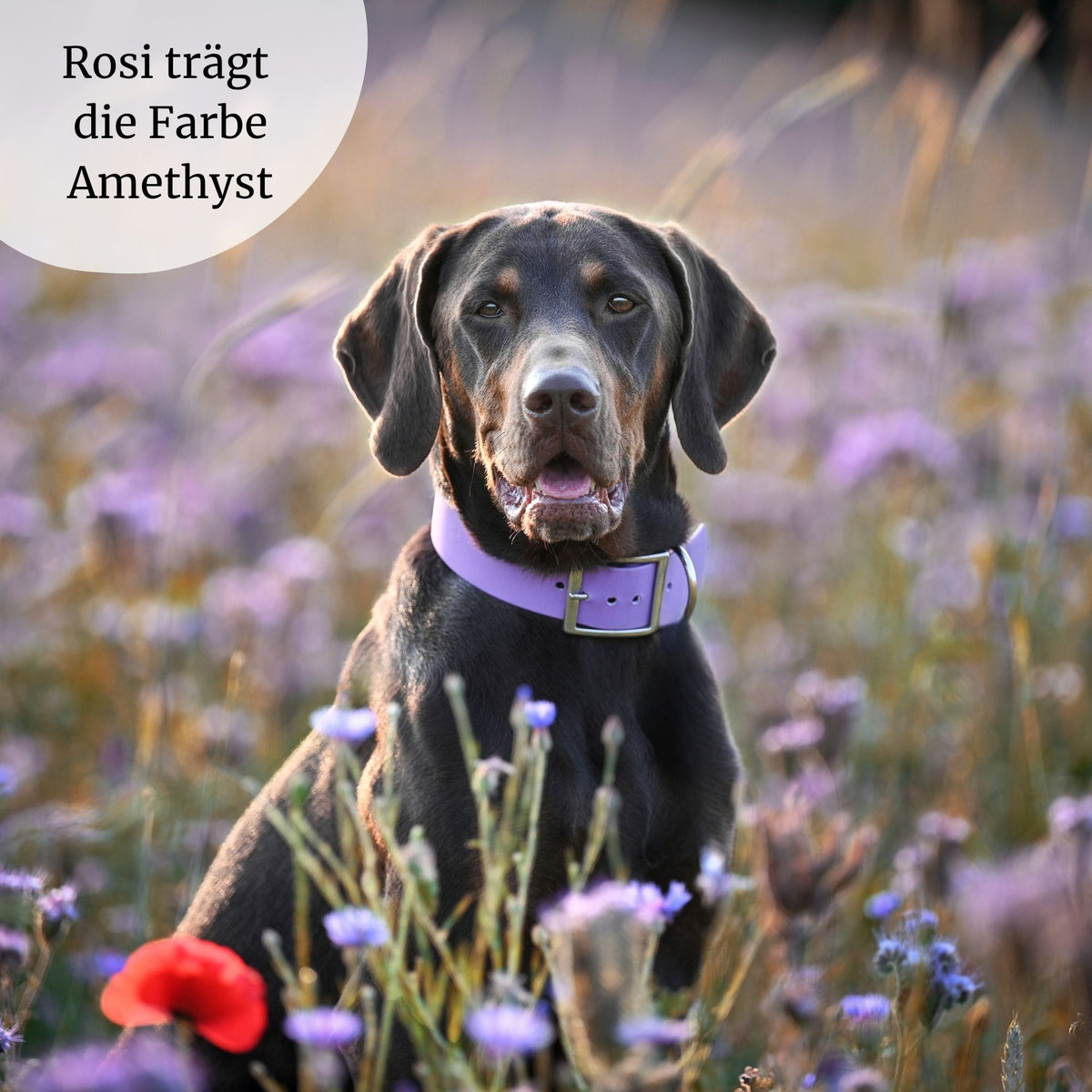 breites Biothane Halsband gepolstert in Amethyst Lila am großen Hund, der in einem Blumenfeld sitzt