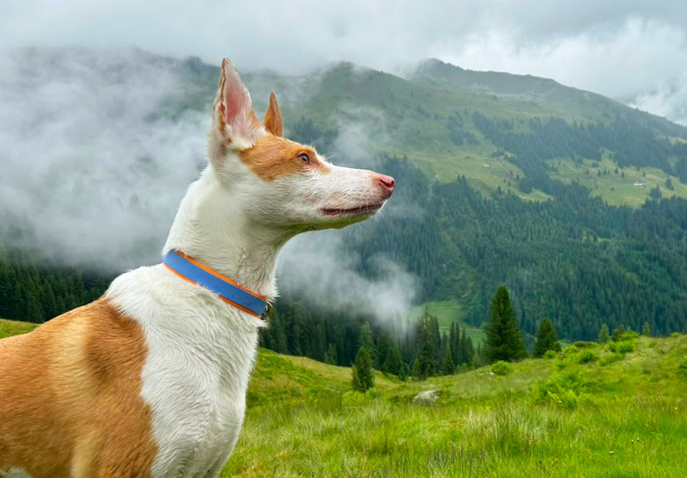 Biothane Hundehalsband Kollektion