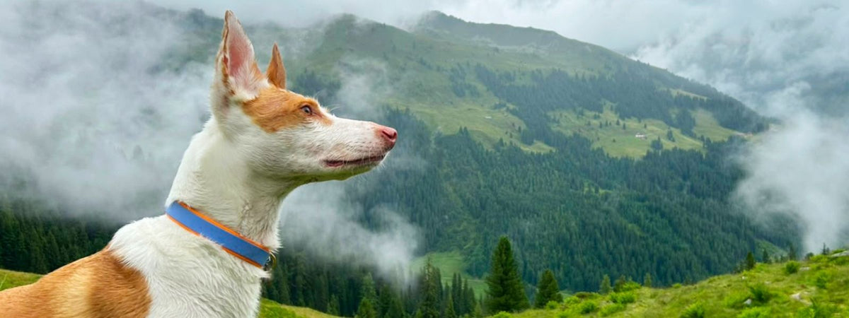 Biothane Hundehalsband maßgefertigt und handgemacht