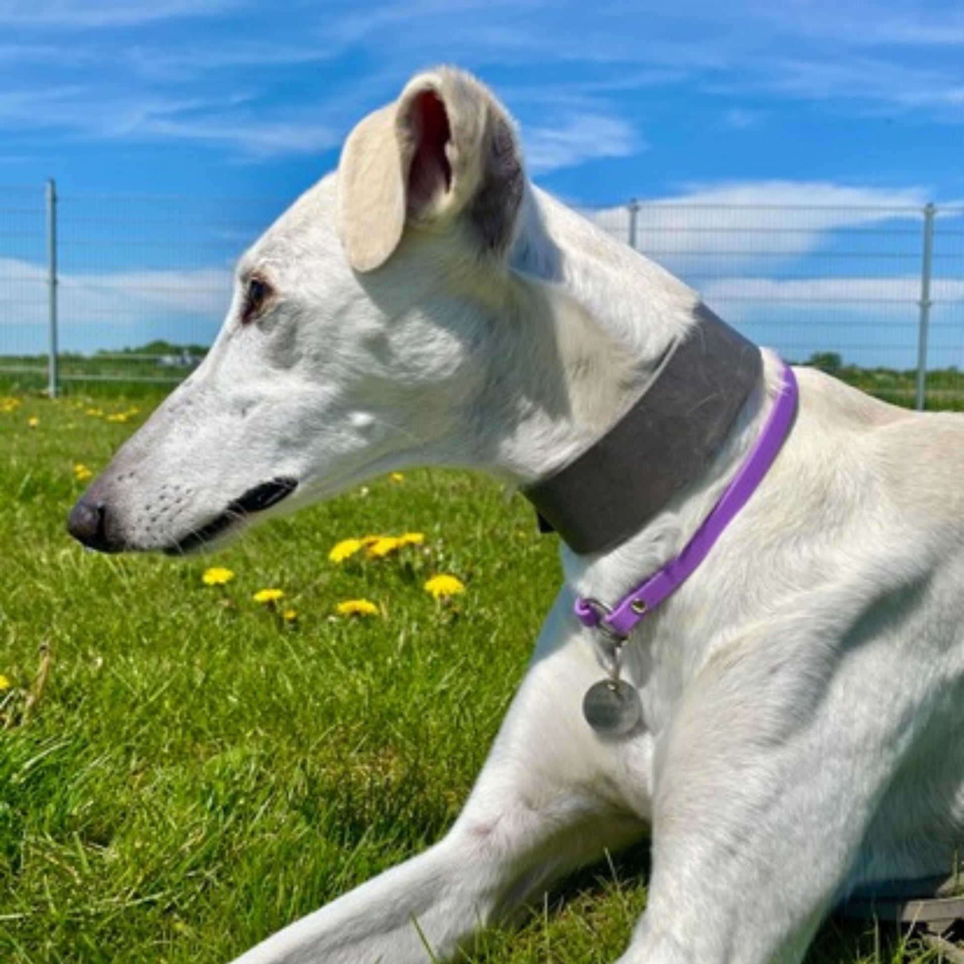 Maßgefertigtes leichtes BioThane Markenhalsband in Amethyst am großen Hund Galgo