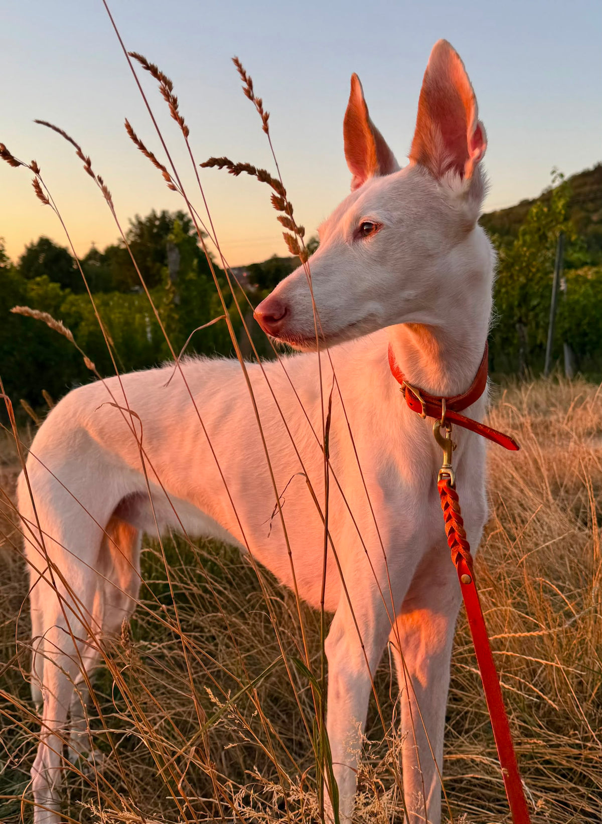 Fettleder Hundehalsband und Leine Set in Orange an einem Podenco im Sonnenuntergang