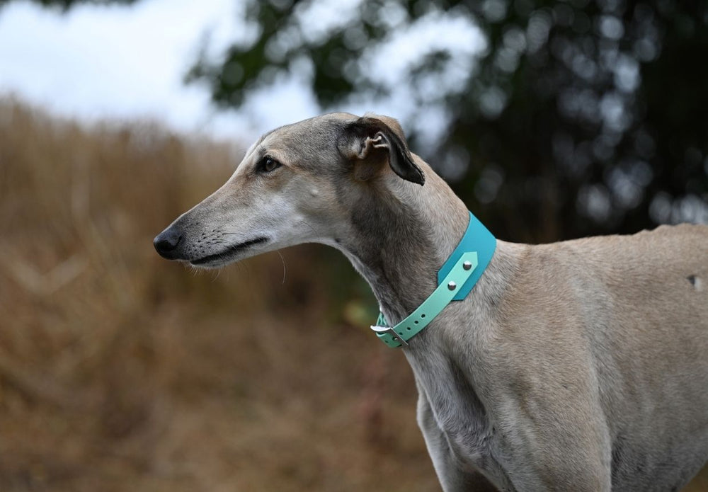 Hundehalsbaender aus Biothane und Fettleder handgemacht und massgefertigt hier zu sehen an einem Galgo in extra breit