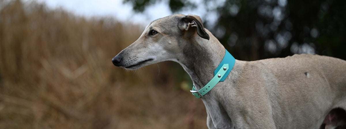 Hundehalsbaender aus Biothane und Fettleder handgemacht und massgefertigt hier zu sehen an einem Galgo in extra breit