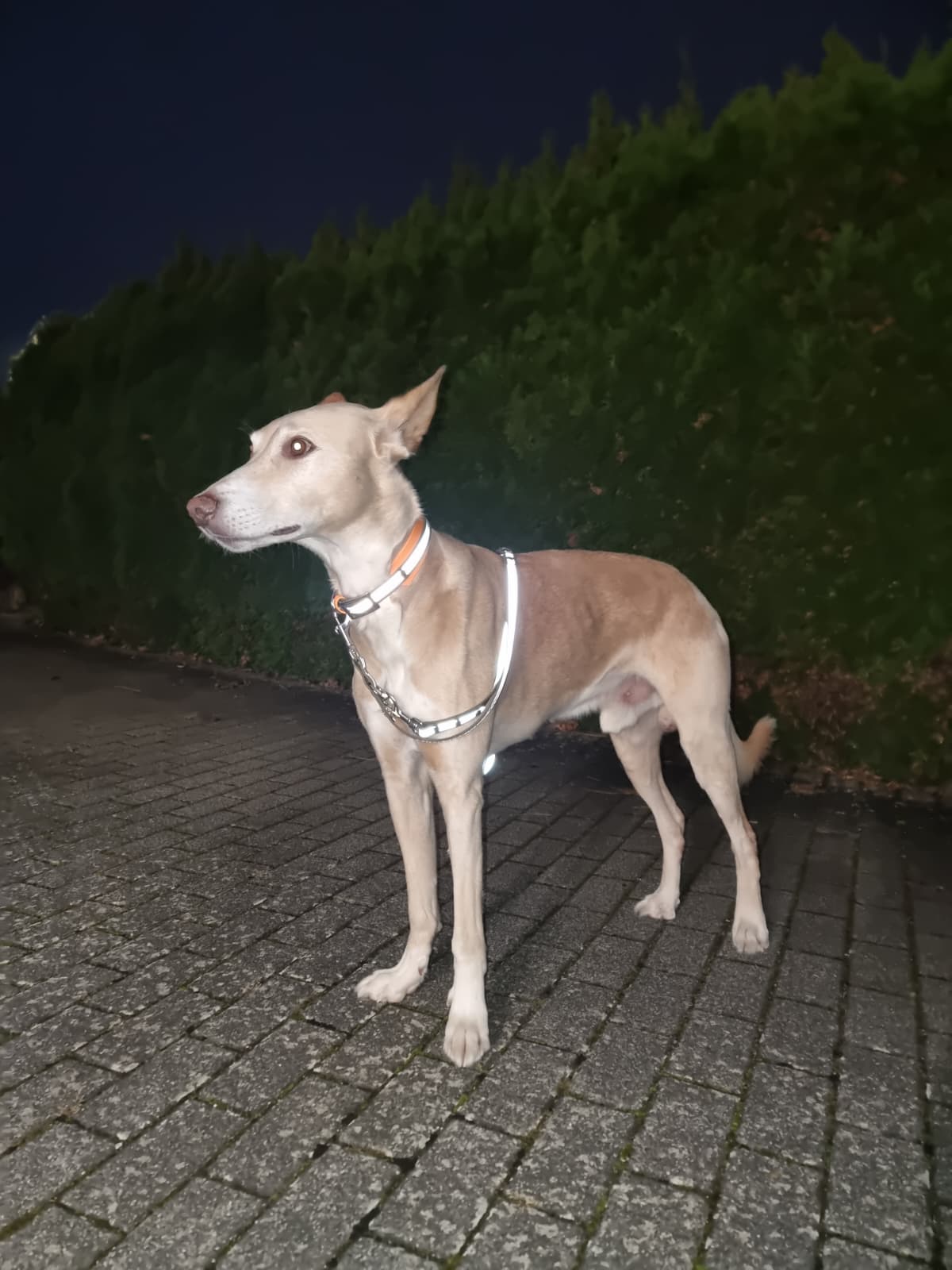 BioThane® Halsband reflektierend | Modell "Layered"