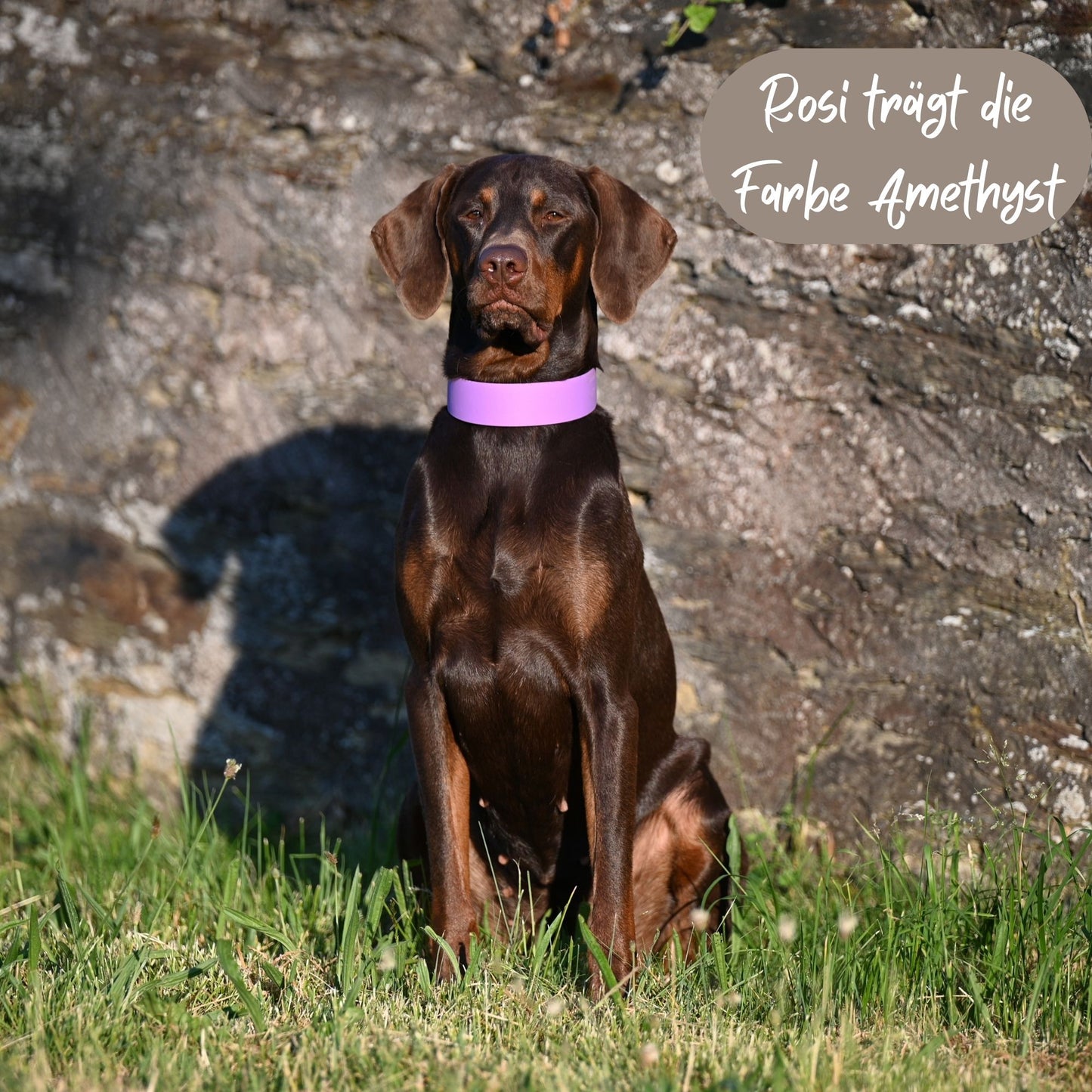 BioThane® Hundehalsband | Modell "Basic" | 38mm breit