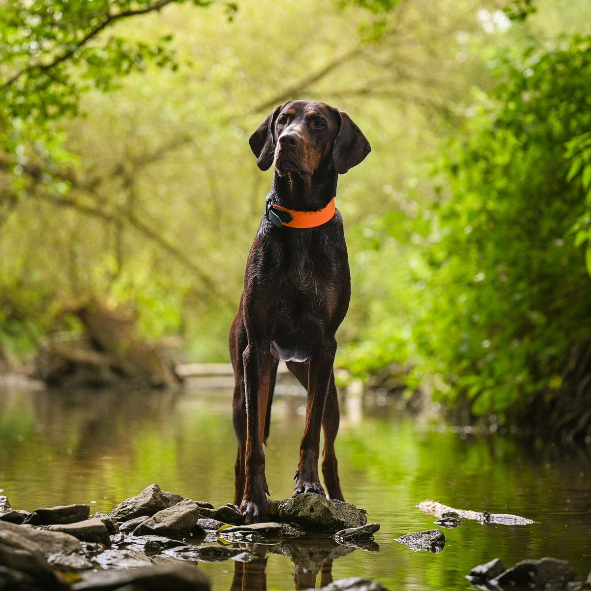 zweifarbiges Biothane Halsband in Pastell-Orange mit Dunkelgrün am großen Hund am Wasser