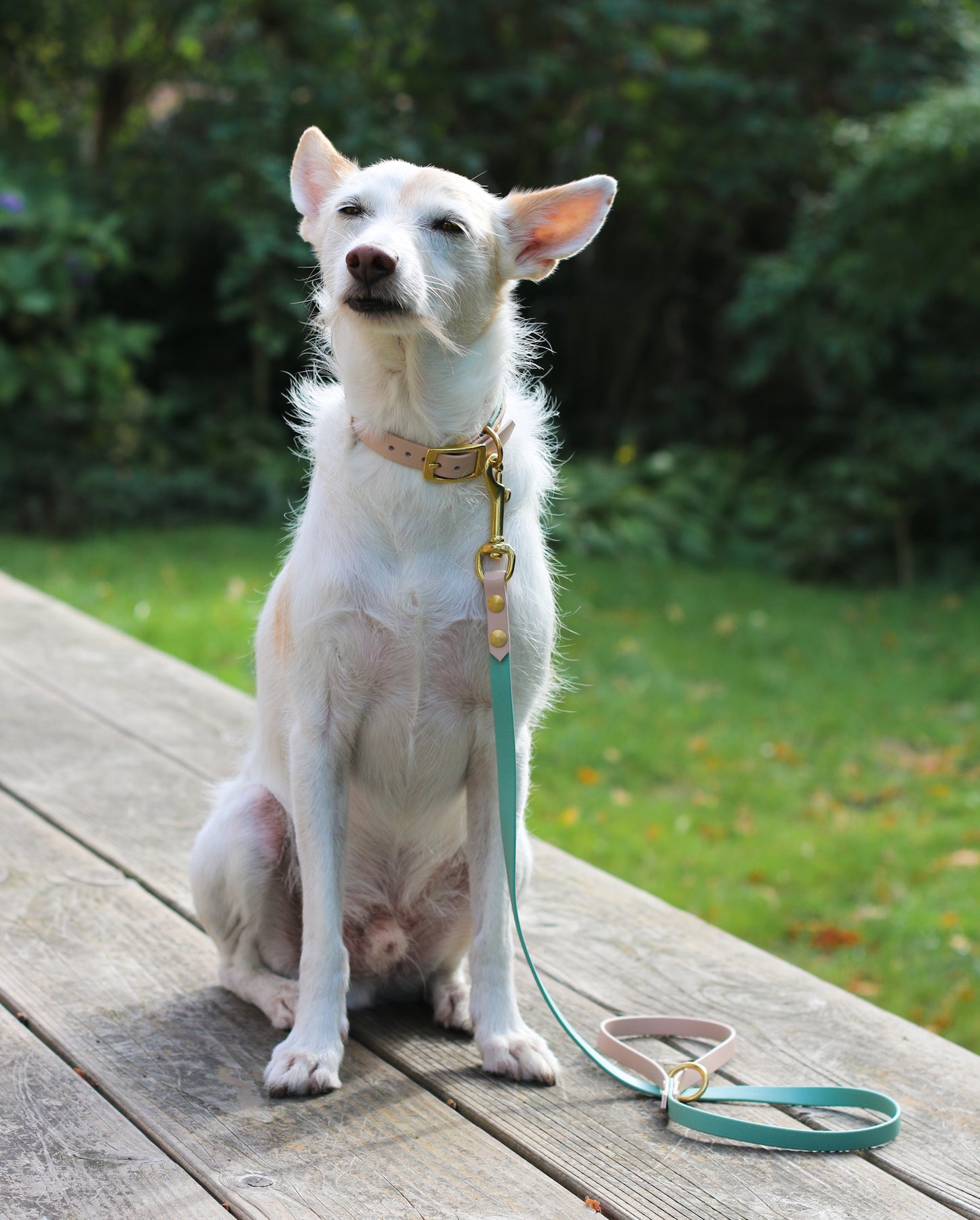 BioThane® Hundeleine für kleine Hunde | nicht verstellbar | geflochten | City-Leine