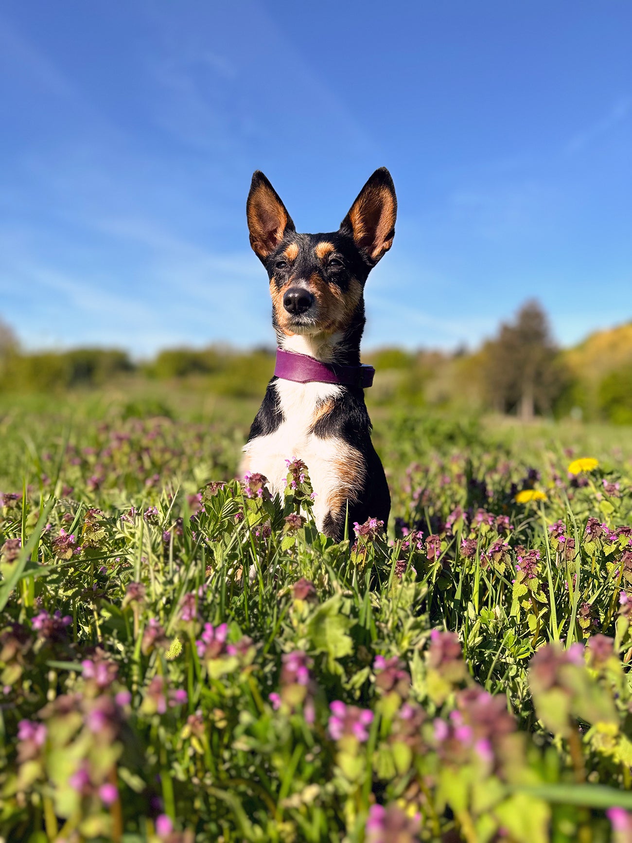 Fettleder Halsband | Modell "Amazing" | Windhundhalsband