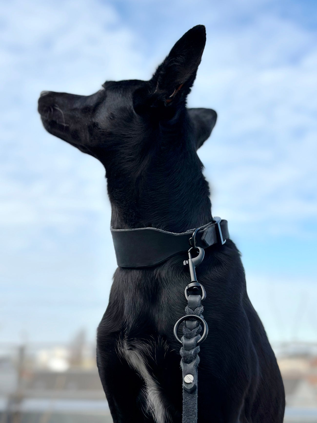 Fettleder Halsband | Modell "Amazing" | Windhundhalsband