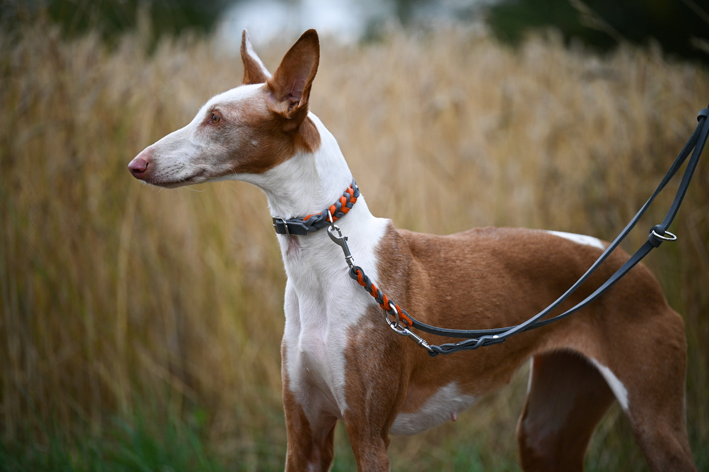 Zweifarbige Fettlederleine für mittelgroße und große Hunde | dreifach verstellbar | geflochten