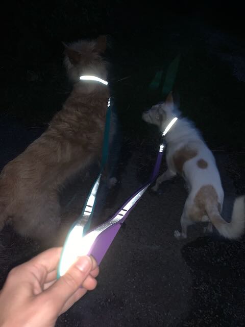 BioThane® Halsband reflektierend | Modell "Layered"