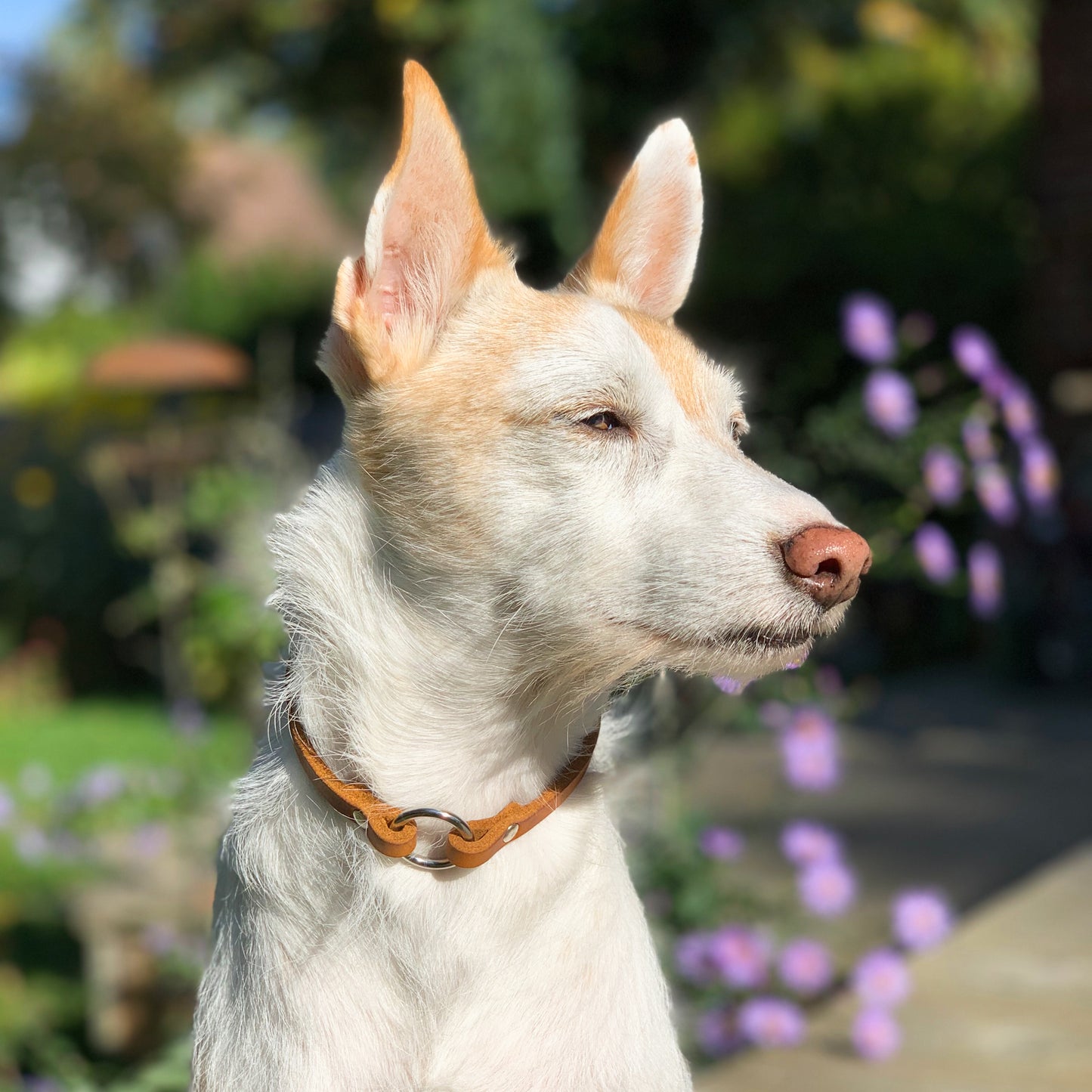 Fettleder Markenhalsband | Modell "Basic"