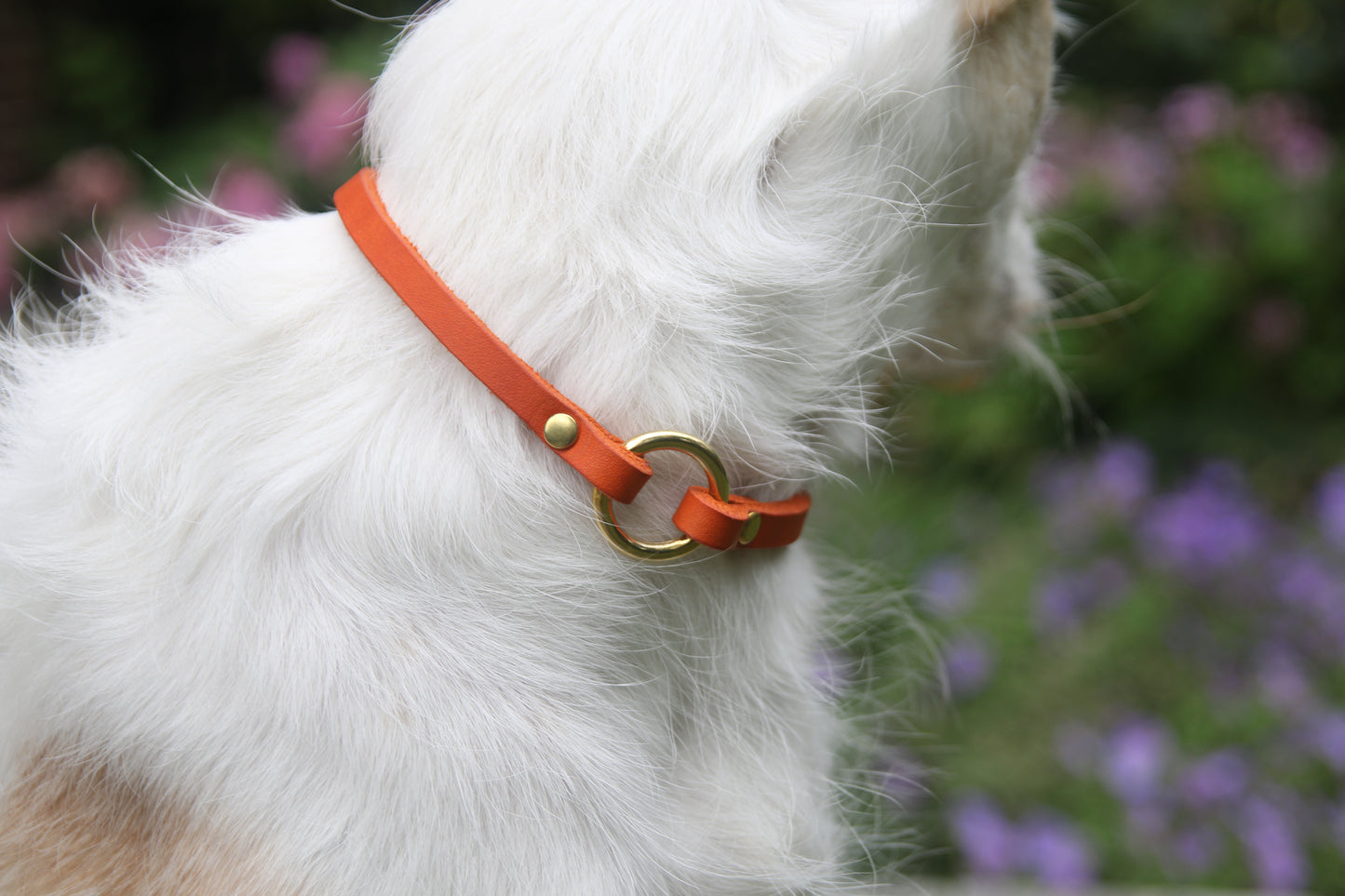 Fettleder Markenhalsband | Modell "Basic"