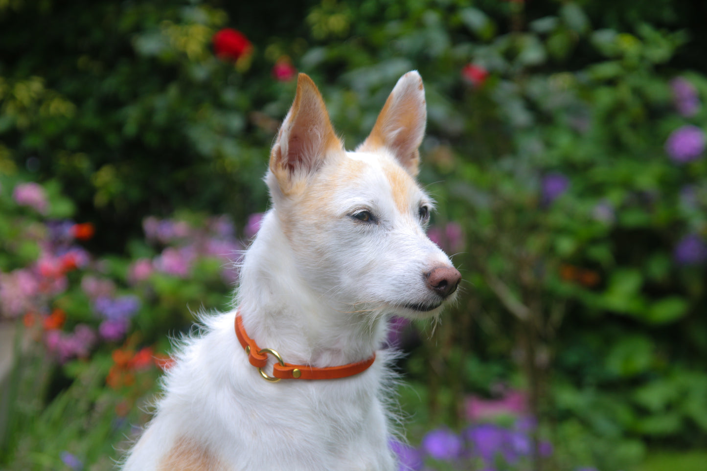 Fettleder Markenhalsband | Modell "Basic"