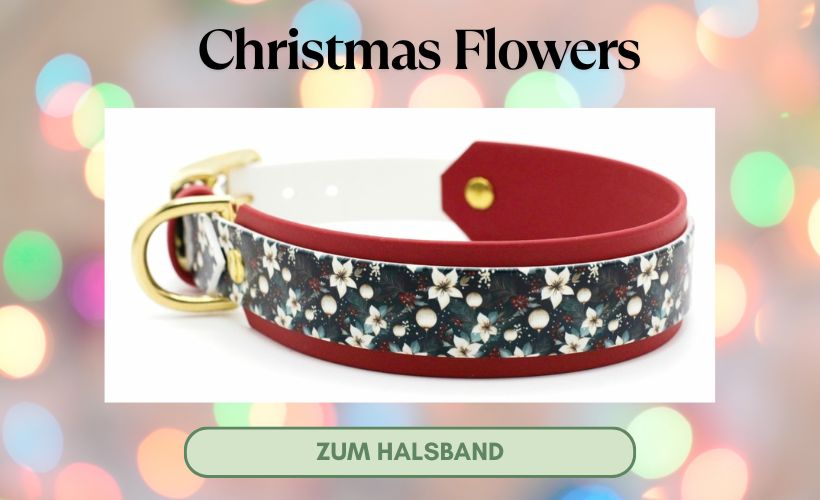 Hundehalsband Biothane Christmas Flowers mit Text Hundehalsband Biothane Christmas Flowers mit Text
