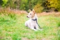 Mobile Preview: Fettlederhalsband für Hunde in Grau am Hund