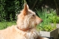 Mobile Preview: Zugstopp Halsband geflochten zweifarbig in Grau mit Orange am Hund