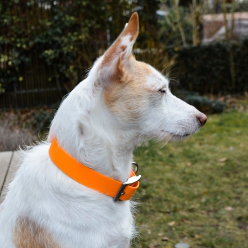 Hundehalsband aus BioThane® "Classic" - verschiedene Farben und Breiten