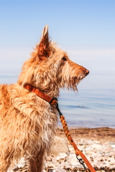 Fettlederhalsband und Fettlederleine für Hunde in cognac am Hund