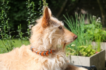 Zugstopp Halsband geflochten zweifarbig in Grau mit Orange am Hund