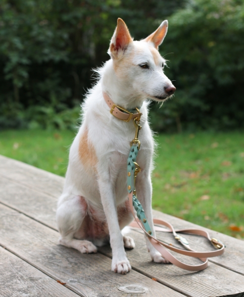 BioThane® Halsband und Leine Set geflochten und verstellbar in Salbeigruen am Hund