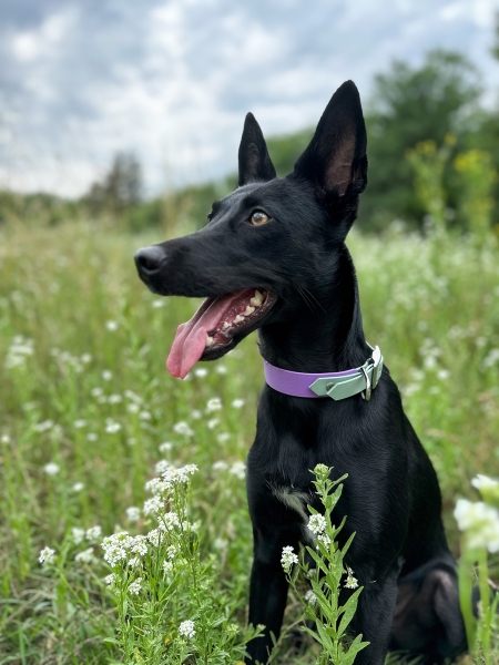 Zweifarbiges Biothane Halsband am Hund in Salbeigrün