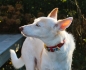 Preview: BioThane Halsband in dunkelrot mit weihnachtlichem Motiv am Hund