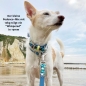 Preview: BioThane Halsband an einem Podenco Mix