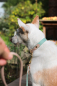 Preview: BioThane® Halsband zweifarbig, Hundehalsband breit, Windhundhalsband, in Salbeigrün und Powder am Hund