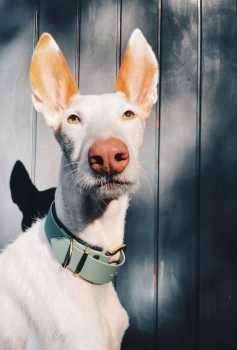 BioThane Halsband für große Hunde in Amethyst am Hund