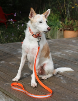 Biothane Leine reflektierend in Neon-Orange am Hund