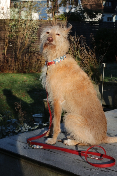 BioThane Halsband in dunkelrot mit weihnachtlichem Motiv am Hund