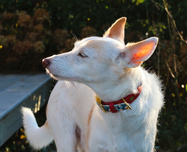 BioThane Halsband in dunkelrot mit weihnachtlichem Motiv am Hund