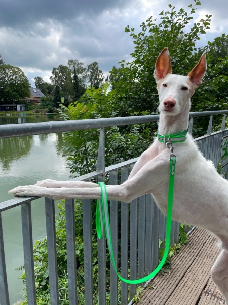 Leine reflektierend aus BioThane in Neon-Grün am Podenco